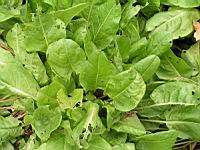 Grande oseille, Rumex acetosa (fam Polygonacees) (Rg temperees et froides) (4) (Photo F. Mrugala)